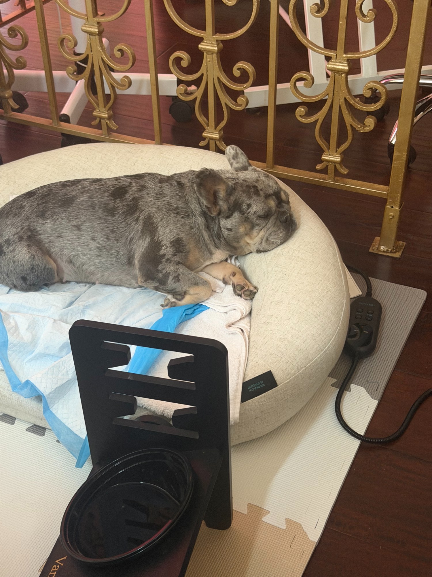 Lula, in studio, on her PEMF bed — The Bronze Lily, St. Petersburg, FL