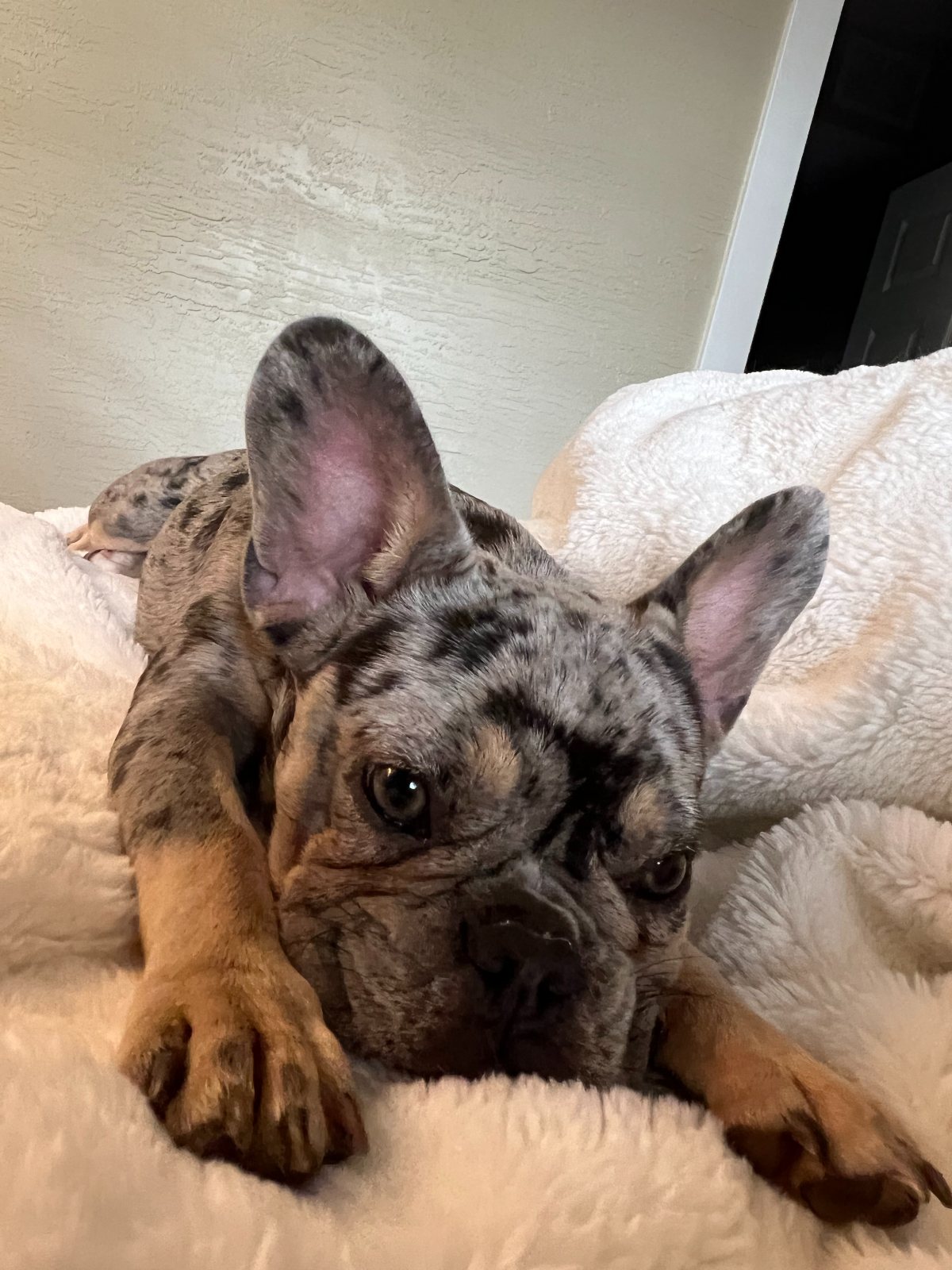 Lula — The Bronze Lily, St. Petersburg, FL